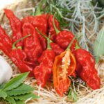 Boule de Feu - Capsicum chinense