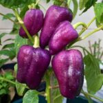 Pimento Roxo Oda - Capsicum annuum