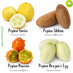 Pack/kit 4 Variedades Exóticas - Pepinos