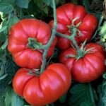 Tomate Marmande - Solanum lycopersicum