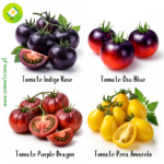 Kit 4 Variedades de Tomates Exóticos