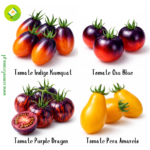 Kit 4 Variedades de Tomates Exóticos