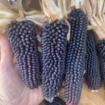 Milho Dakota Negro - Zea mays Dakota Black