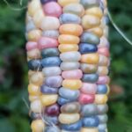Milho Glass Gem - Zea mays