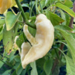 Bhut Jolokia White - Capsicum chinense