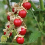 Litchi Tomato - Solanum sisymbriifolium