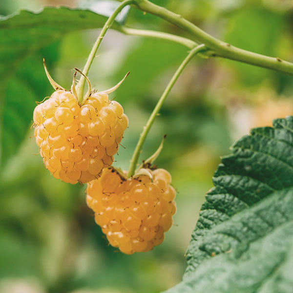 Framboesa Amarela – Rubus idaeus