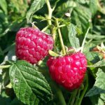 Framboesa Vermelha - Rubus idaeus