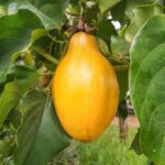 Maracujá Alata - Passiflora alata