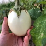 Beringela White Egg - Solanum melongena