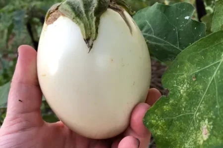 Beringela White Egg – Solanum melongena