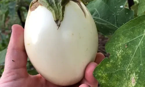 Beringela White Egg – Solanum melongena