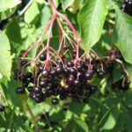 Sabugo (sabugueiro) -  Sambucus nigra