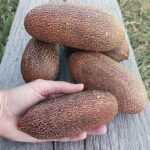 Pepino Sikkim - Cucumis sikkimensis