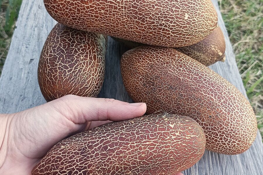 Pepino Sikkim – Cucumis sikkimensis