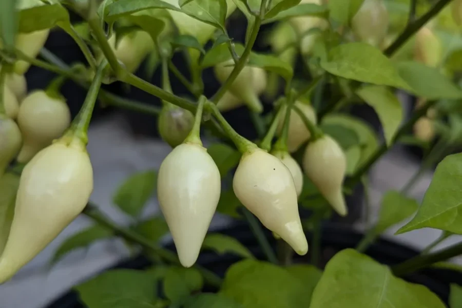 Biquinho Branca – Capsicum chinense