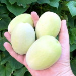 Pepino Dragon's Egg - Cucumis sativus