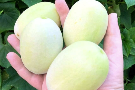 Pepino Dragon’s Egg – Cucumis sativus