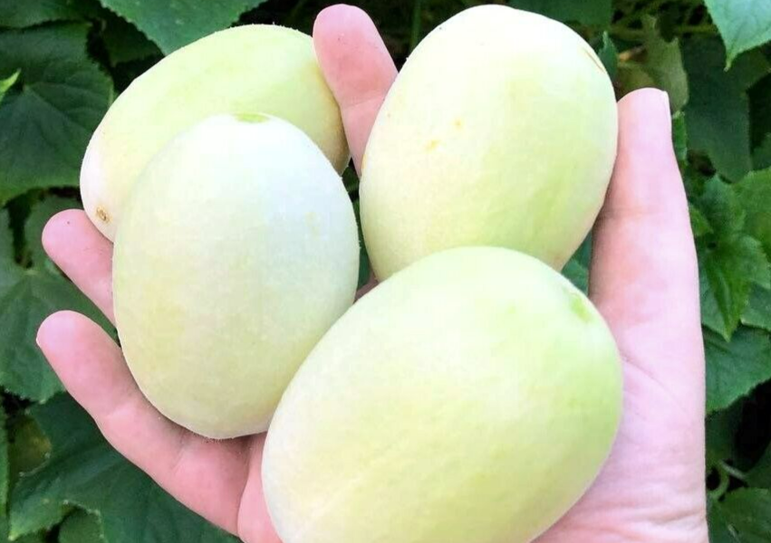 Pepino Dragon’s Egg – Cucumis sativus