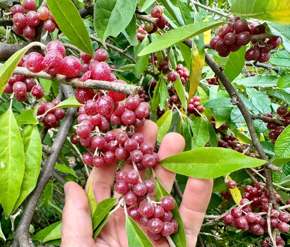 groselhaaçores2