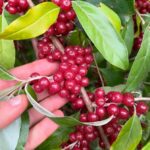 Groselha dos Açores - Elaeagnus umbellata