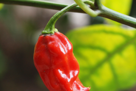 Naga Viper – Capsicum chinense