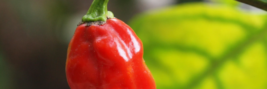 Naga Viper – Capsicum chinense