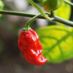 Naga Viper - Capsicum chinense