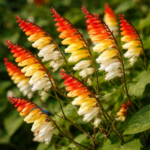 Spanish Flag - Ipomoea lobata