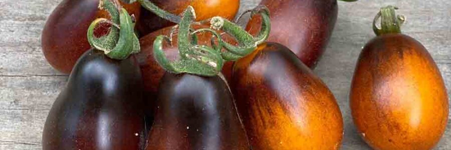Tomate Pera Indigo – Solanum lycopersicum