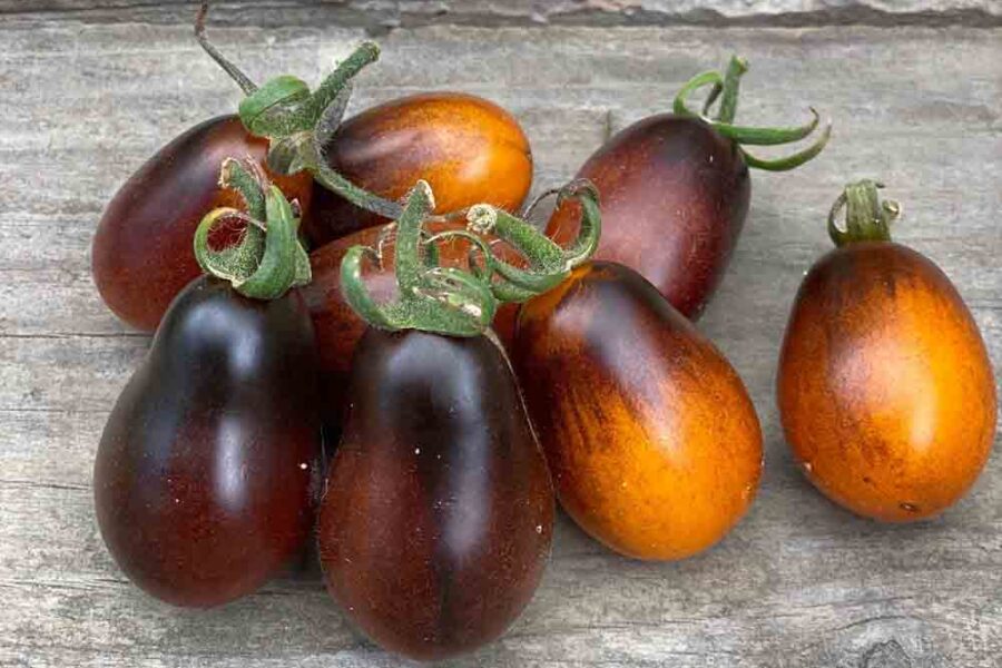 Tomate Pera Indigo – Solanum lycopersicum