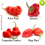 Pack/kit 4 Variedades Pimentos Picantes