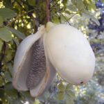 Trepadeira-chocolate "branca" - Akebia quinata alba