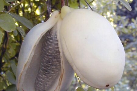 Trepadeira-chocolate “branca” – Akebia quinata alba