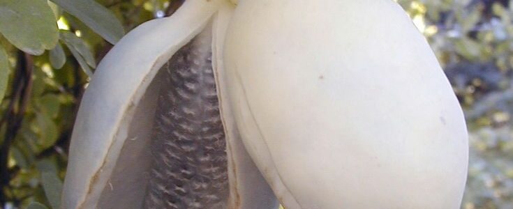 Trepadeira-chocolate “branca” – Akebia quinata alba