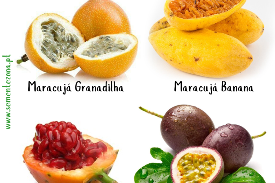 Pack/kit 4 Variedades Maracujás