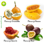 Pack/kit 4 Variedades Maracujás