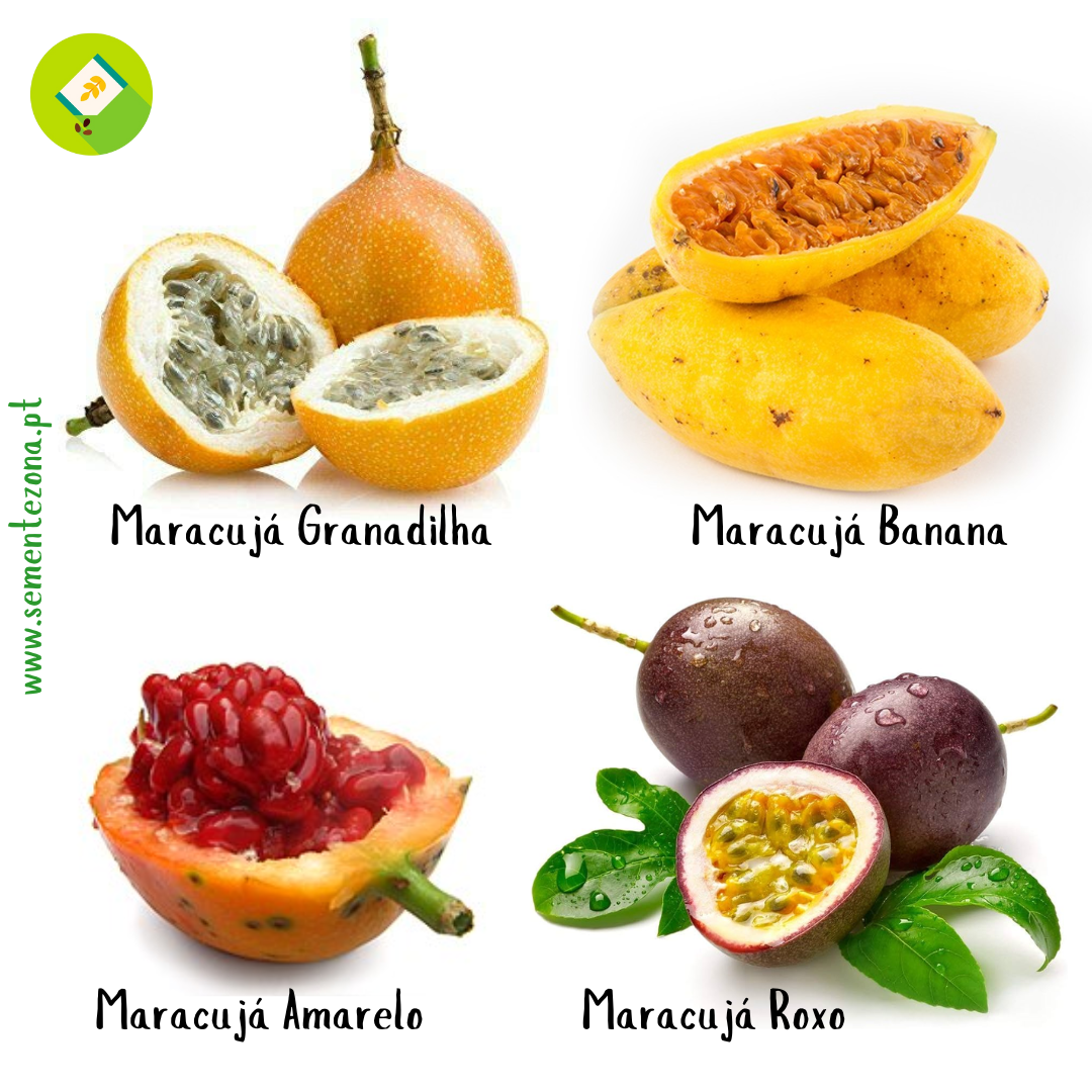 Maracujá Granadilha (Passiflora ligularis) (1)