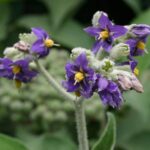 Fumo-bravo - Solanum mauritianum