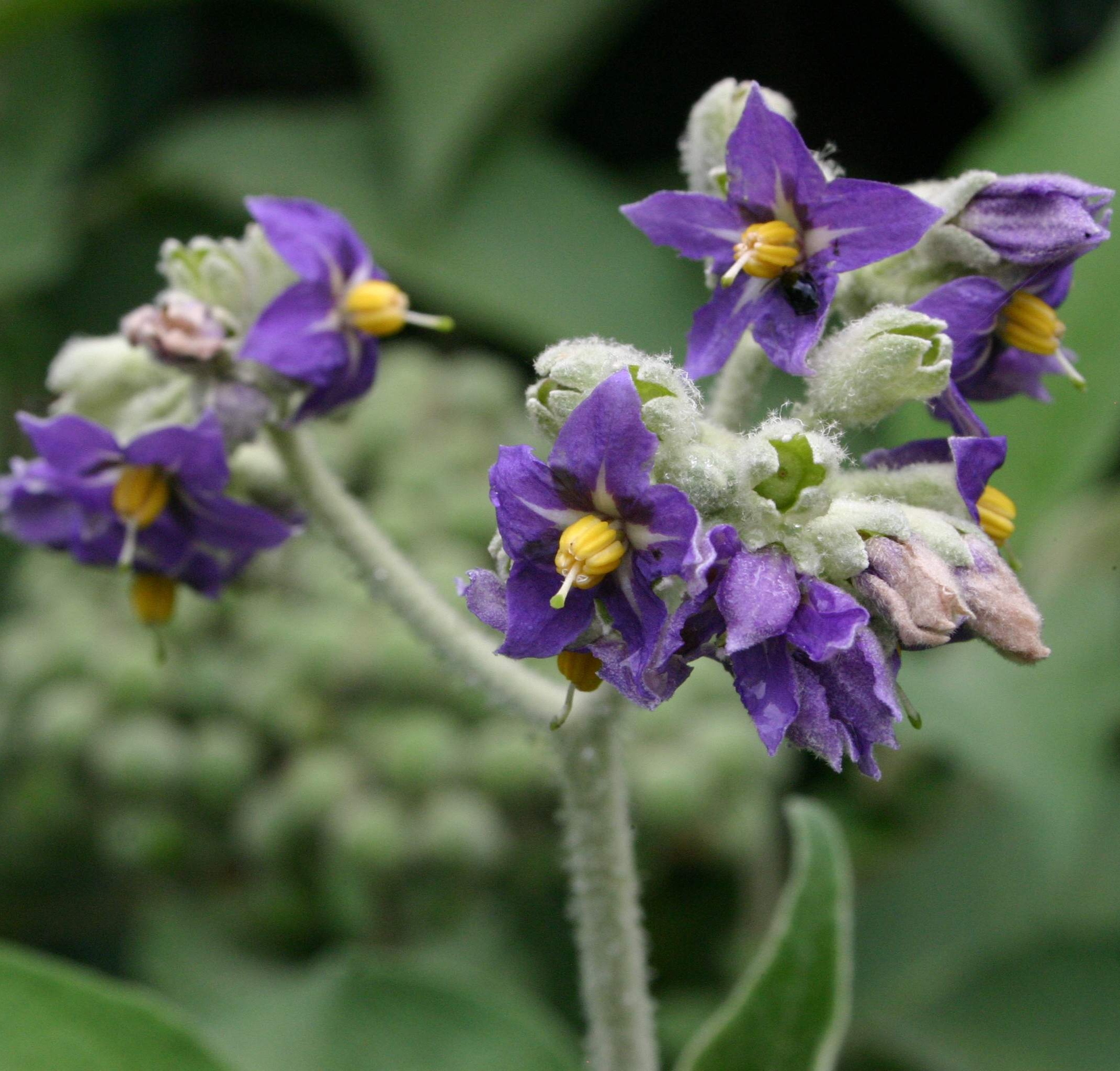 Solanum_mauritianum1