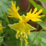 Flor Pássaro Canário - Tropaeolum peregrinum