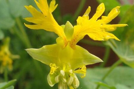 Flor Pássaro Canário – Tropaeolum peregrinum