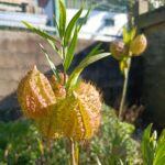 Planta-balão - Asclepias physocarpa