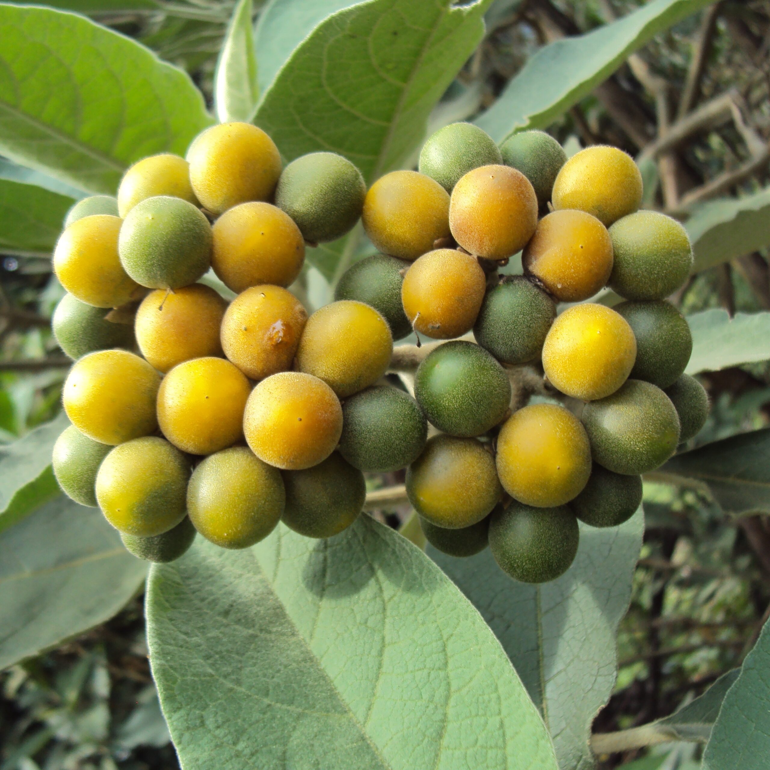 solanum mauritanium2