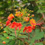 Flamboianzinho - Caesalpinia pulcherrima