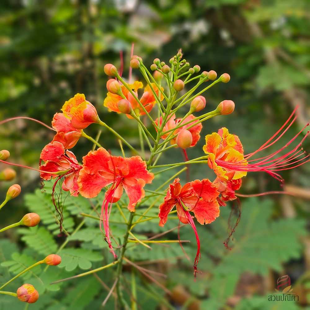 Caesalpinia pulcherrima2