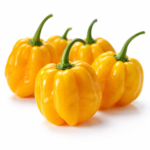Habanero Yellow - Capsicum chinense