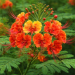 Flamboianzinho - Caesalpinia pulcherrima