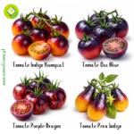 Kit 4 Variedades de Tomates Exóticos