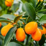 Kumquat - Citrus japonica
